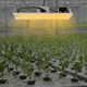 110w LED Grow Light Full Spectrum LM301B Indoor Planting Sunlike Growing Lamp US
