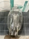 Sylvania MP250 BU ONLY 250W Clear BT28 HID Lamp#64404 (CASEOf 6 Bulbs!!!!!!)