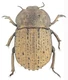 Tenebrionidae Platynotini Anomalipus sp. RSA 20 mm